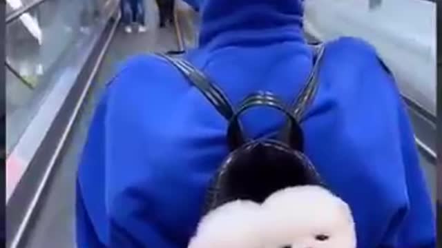 Baby dogs and cute funny video 😂😂