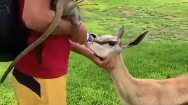 Deer drinking milk | animal video | Viral video | Funny meme