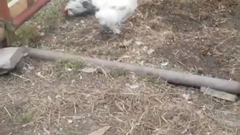 Amanda Grace Talks..Ark of Grace Sanctuary Tales!