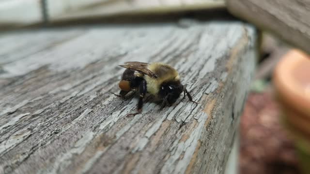 Little Bee Taking a Break On My Steps