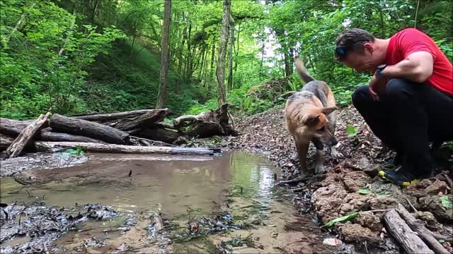 Funny dog for man play water