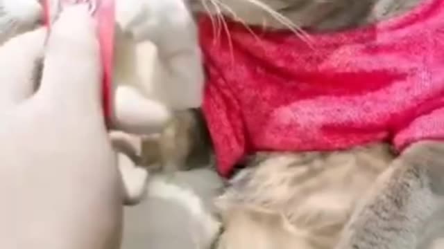 Funniest Cats 😹 Don't try to hold back Laughter 😂 Funny Cats Life viral video