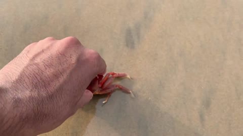 Look at the fastest running crab in the world