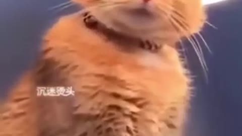 Baby Cats - Funny and Cute Baby Cat Videos Compilation