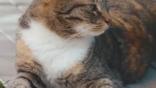 relaxed cat