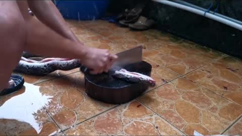 Snake Dish