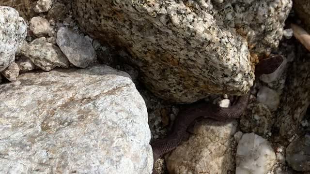 A snake found between rocks.