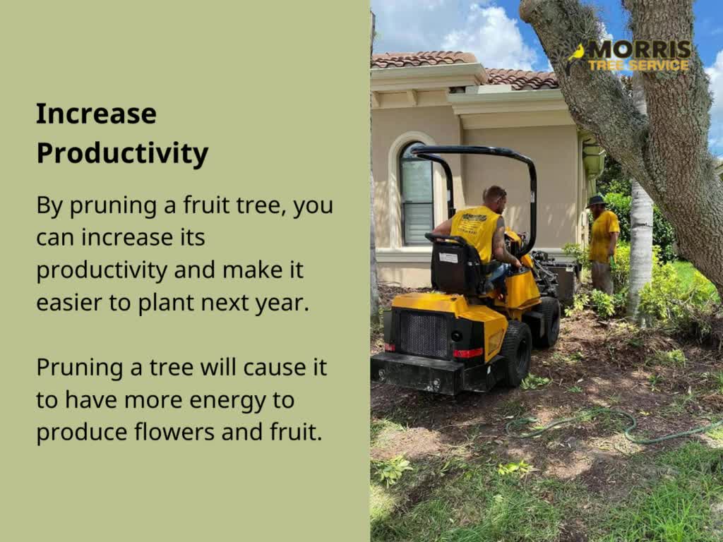 What are the benefits of pruning fruit trees?