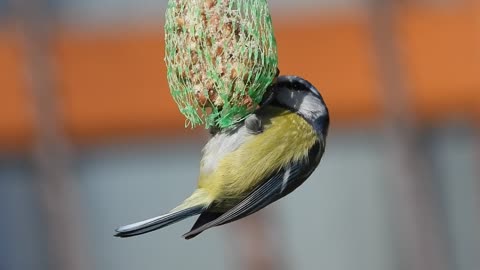 Watch an adorable video of a group of colorful and beautiful little birds