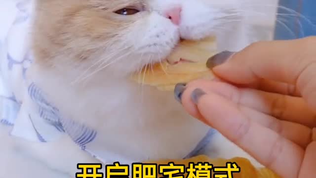 My cat takes her snacks most seriously