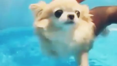 Cute puppy's owner is trying to swim his pets