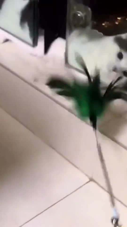 Always like to play outside the window