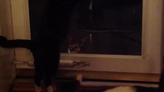 Cats Try To Communicate Through Door Barrier