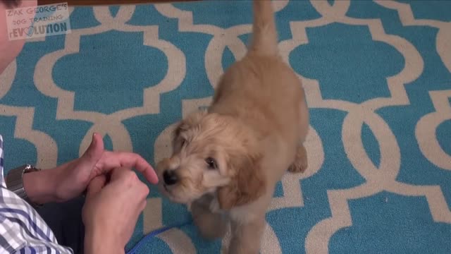 3 EASY things to teach your new puppy. simple tricks