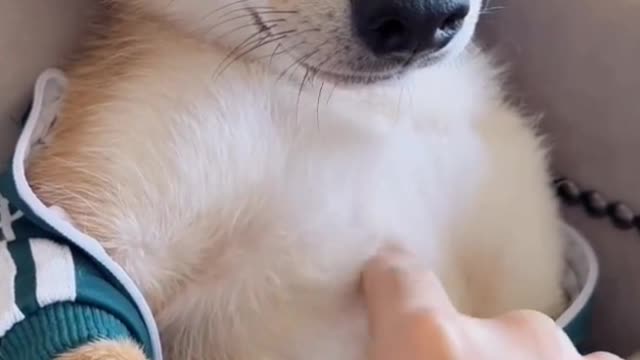 Please remember to pet your dog every day