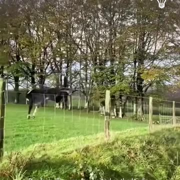 Border collie, the leading sheepherding dog