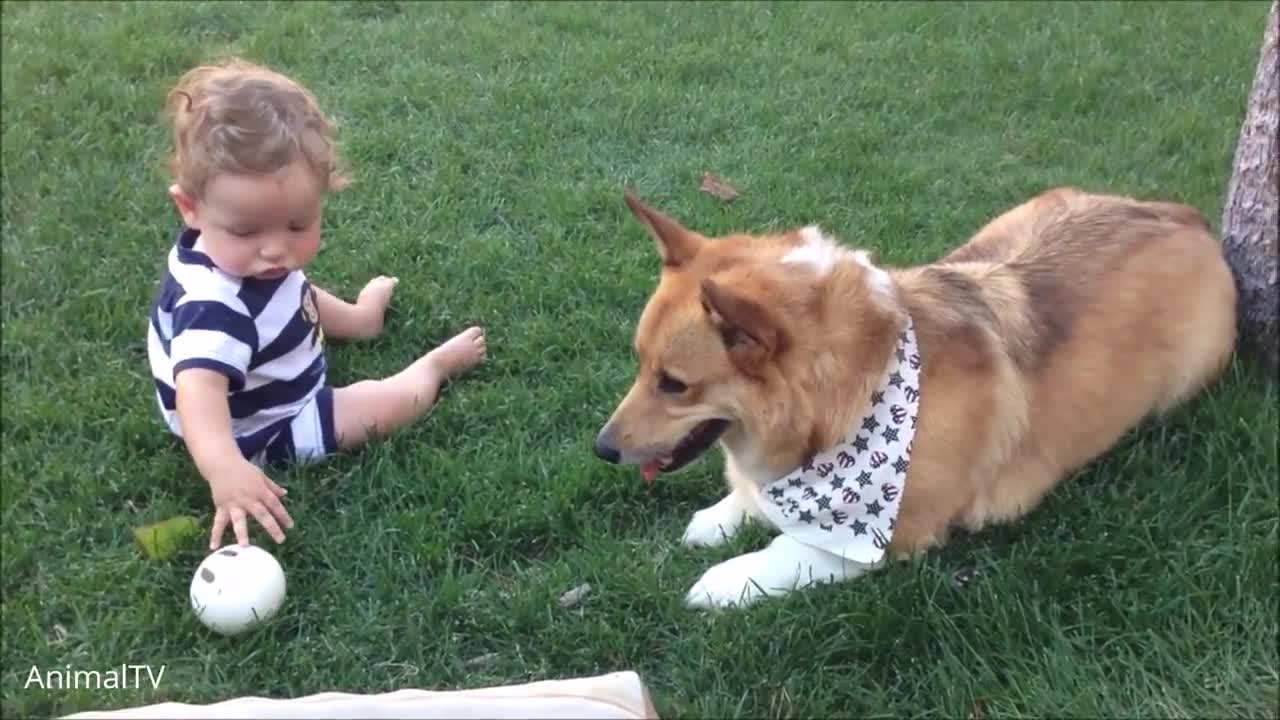 TOP Corgi Are The Best - CUTEST Compilation