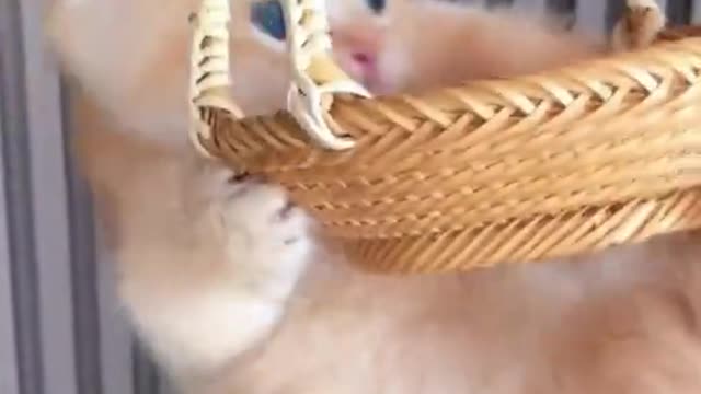 Cute Cat Enjoying