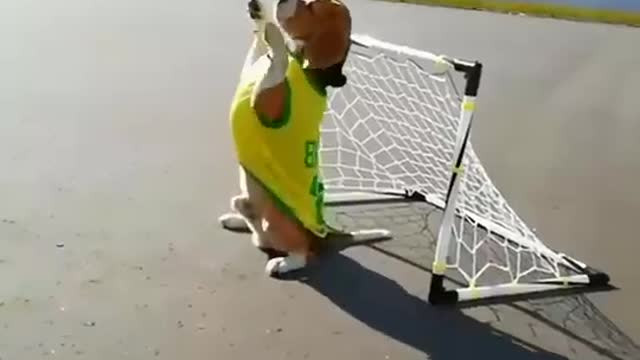 The best goalkeeper in the world - Goalkeeper Dog