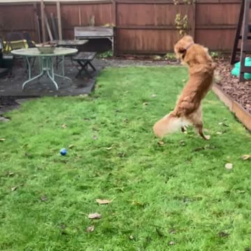 Dog can’t catch his ball(slo-mo)