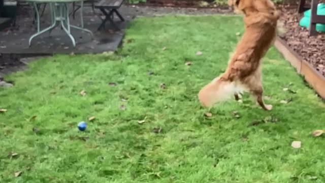 Dog can’t catch his ball(slo-mo)