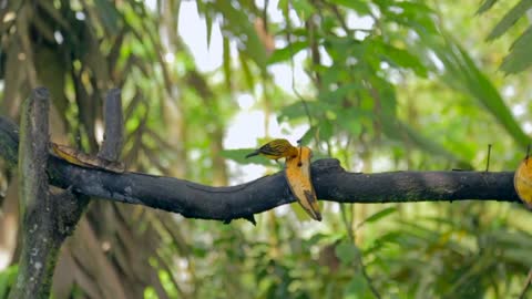 cute and adorable little bird