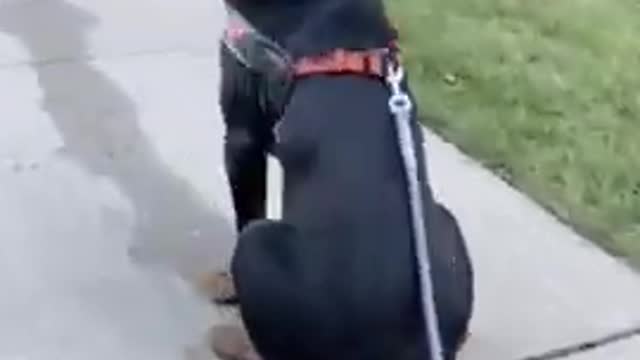 Dog ..attitude 🥰🥰 cute ...video...