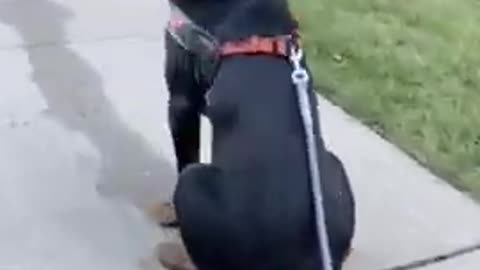 Dog ..attitude 🥰🥰 cute ...video...