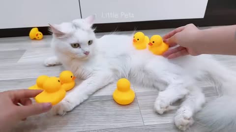 Pets in cute and funny scenes that you will regret if you do not watch