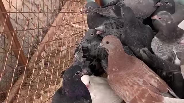 To much homing pigeon