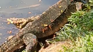 Water Monitor