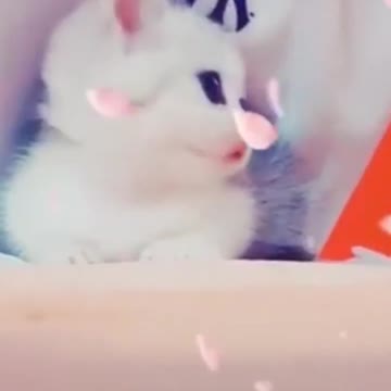 sooo cute cats 🥰🥰 🥰🥰