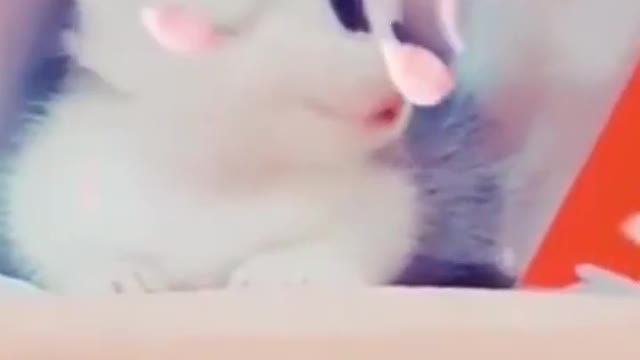 sooo cute cats 🥰🥰 🥰🥰