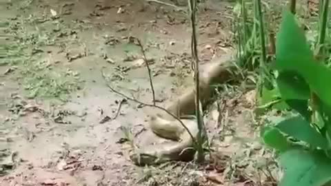 crazy animal pass over this snake