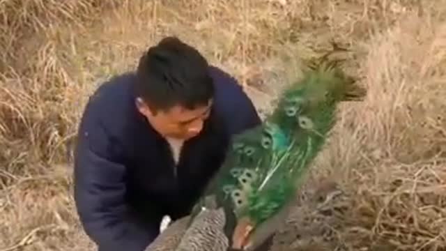 ANGRY PEACOCK HAS LOVE FEVER FOR ITS FEMALE