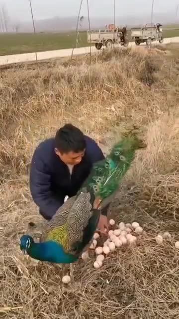 ANGRY PEACOCK HAS LOVE FEVER FOR ITS FEMALE
