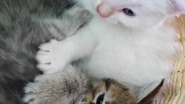 Little kittens fight