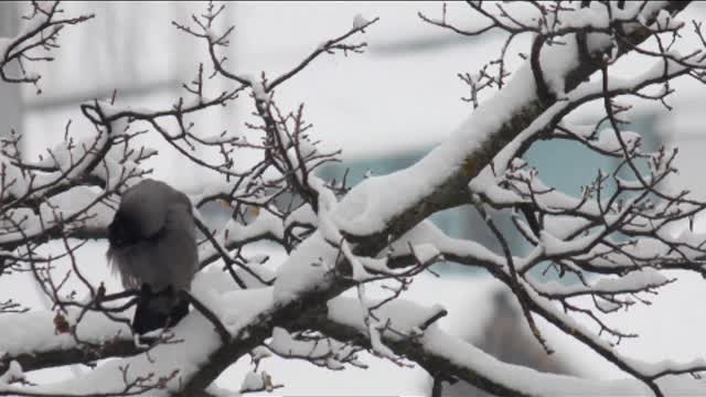 Birds on branches