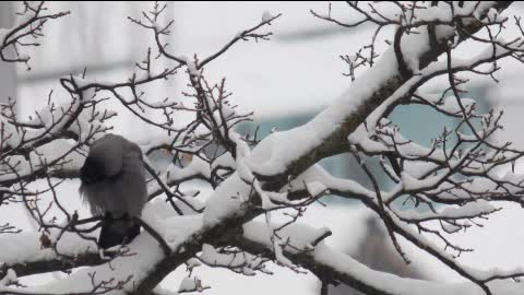 Birds on branches