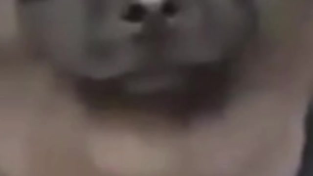 dog cutting the fur and dancing