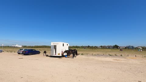 Horses at Hatling island beach