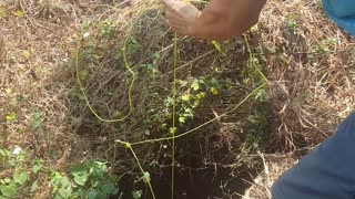 Saving a Puppy from a Deep Pit