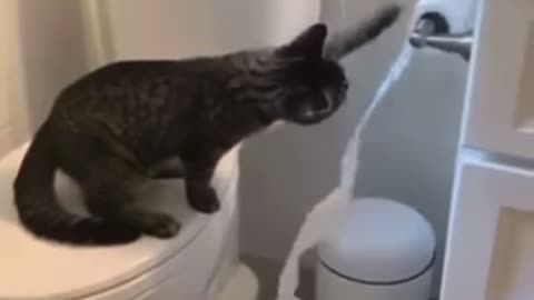 WhAt ?! Says The Cat