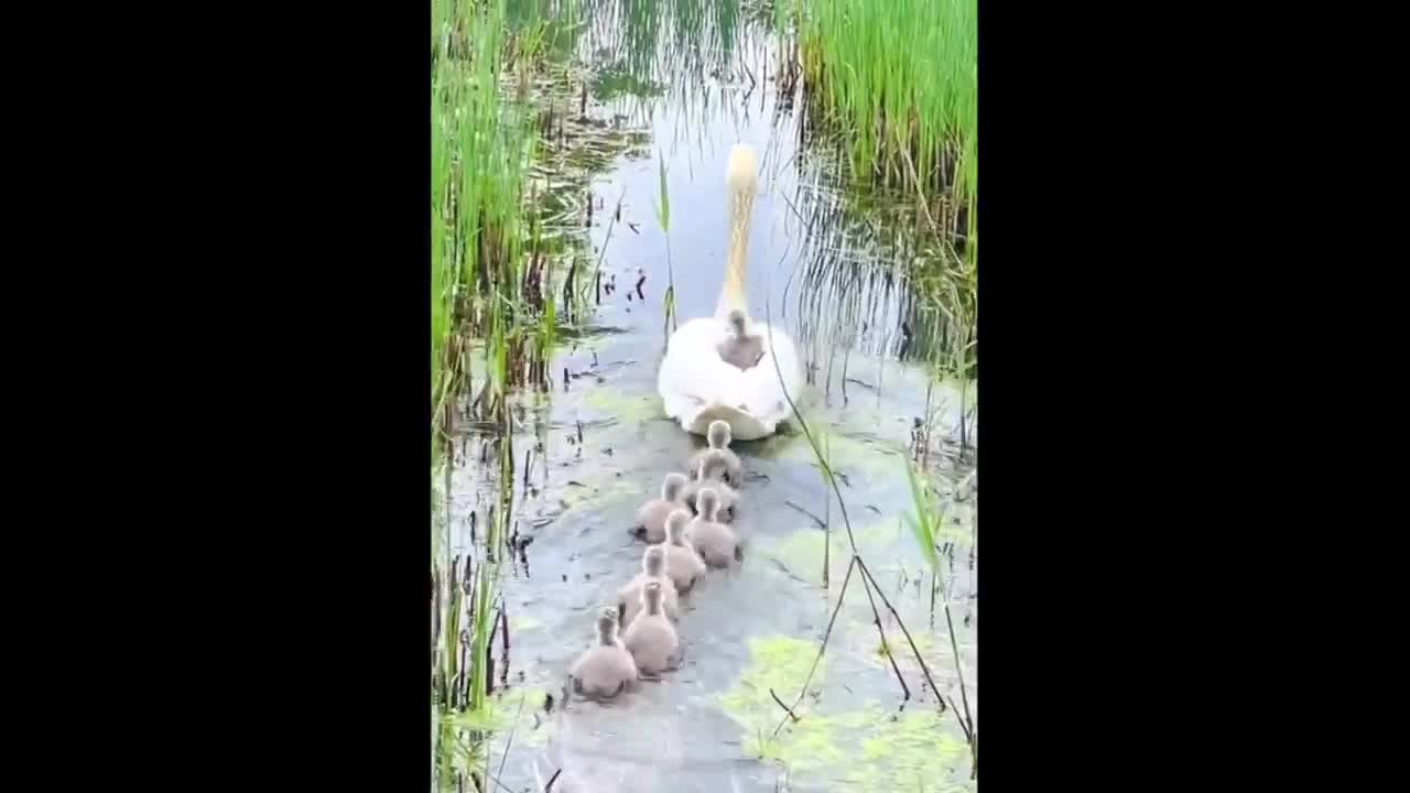 Foraging Ducklings