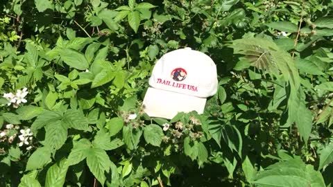 Blackberries Along The Trail