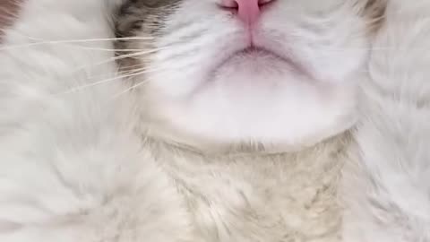 My cutie cat