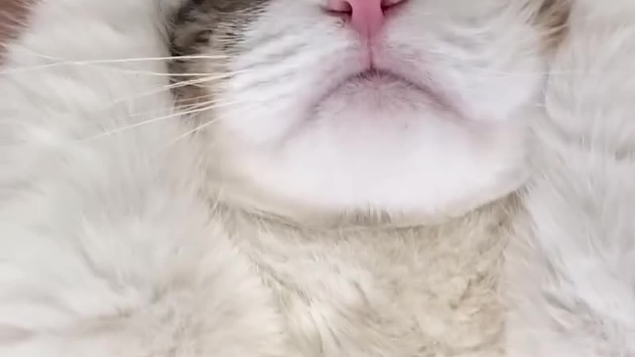 My cutie cat