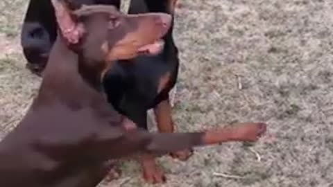 Doberman Pinscher Dog brain training #short