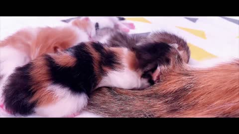 The kitten looks so cuddly