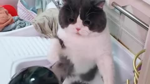 Amazing Funniest Moments for cat...